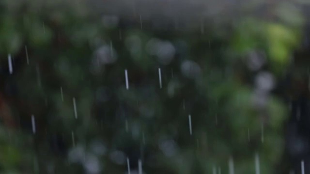 轻雨树的背景视频购买