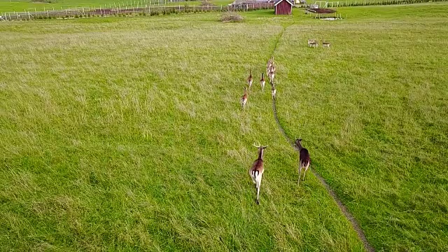 一群鹿沿着草地上的小径奔跑。航空摄影测量。慢动作视频下载