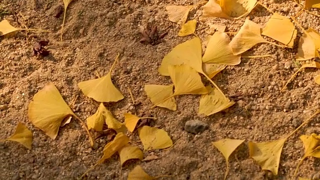 森林里的秋叶季节视频素材