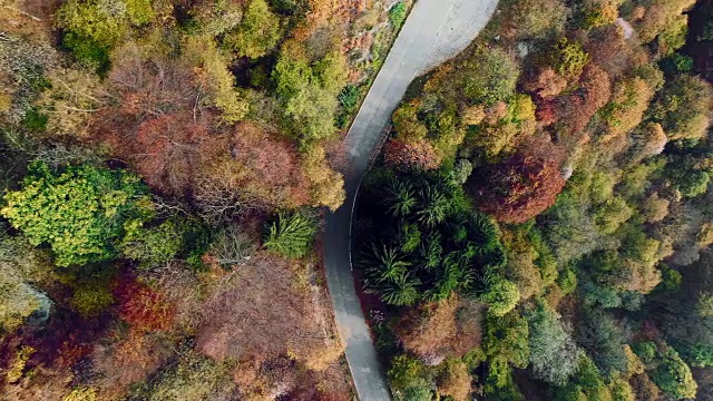 头顶空中鸟瞰图，下面的道路在多彩的乡村秋天森林。秋天有橙、绿、黄、红的树林。街头路径制订者。4k无人机飞行直线下降建立拍摄视频素材