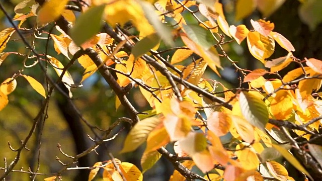 森林里的秋叶季节视频素材