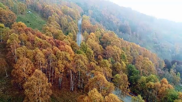 向后空中俯瞰道路在多彩的乡村秋天森林。秋天有橙、绿、黄、红的树林。山区街道道路的建立。4k无人机飞行直线下降建立拍摄视频素材