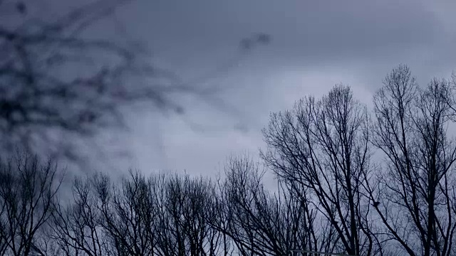 冬天的风景是光秃秃的树木视频素材