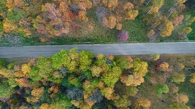头顶侧空中鸟瞰图跟随在五颜六色的乡村秋天森林的道路。秋天有橙、绿、黄、红的树林。街头路径制订者。4k无人机飞行直线下降建立拍摄视频素材