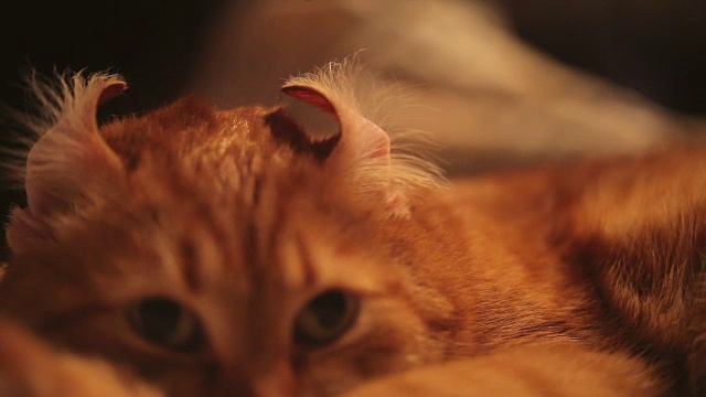 姜猫有趣的伸直耳朵视频素材