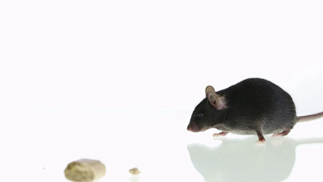 健康瘦黑老鼠，食物和烧杯视频素材