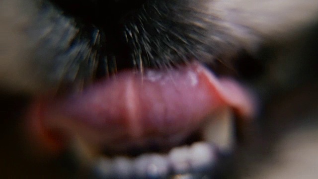 狗的鼻子。微距摄影视频素材
