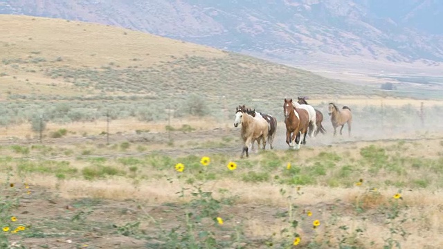放牧一群野马的牛仔视频素材