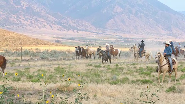 放牧一群野马的牛仔视频素材