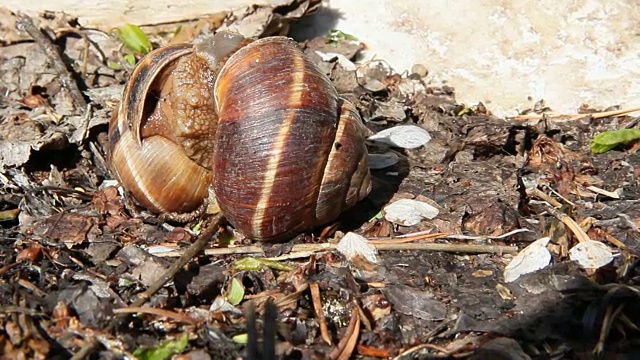 野生大蜗牛的繁殖行为。两只葡萄蜗牛交配视频素材