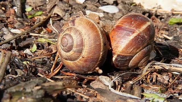 野生大蜗牛的繁殖行为。两只葡萄蜗牛交配视频素材
