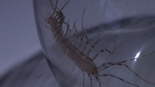 长着丑陋爪子状腿的有毒千足虫，在实验室玻璃里爬行的可怕昆虫视频下载