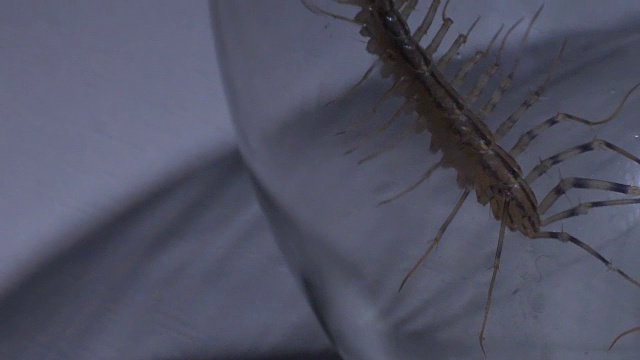 无助的昆虫被囚禁，蜈蚣投下可怕的阴影视频下载