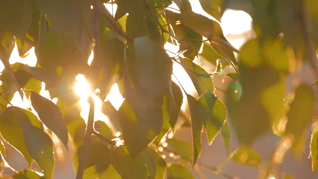 自然背景与树叶和太阳镜头耀斑日落视频素材