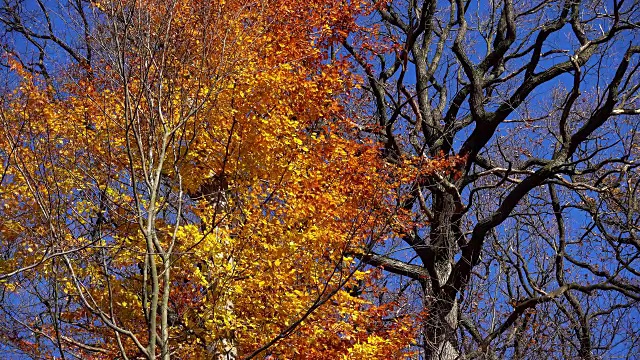 秋天的落叶树视频素材