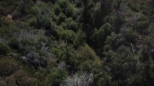 郁郁葱葱的绿色充满树的山谷在加利福尼亚视频素材