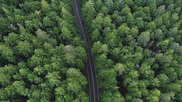 笔直向下:被大树环绕的道路视频下载