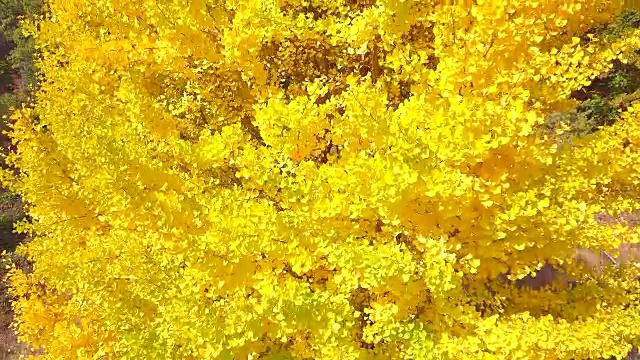 鸟瞰韩国秋天的银杏视频素材