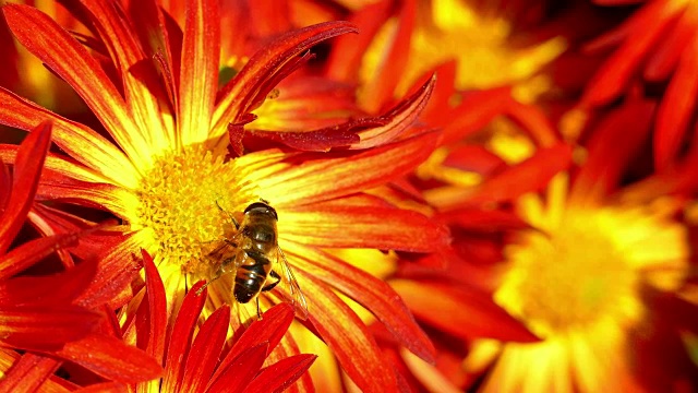 观赏花卉和蜜蜂视频下载
