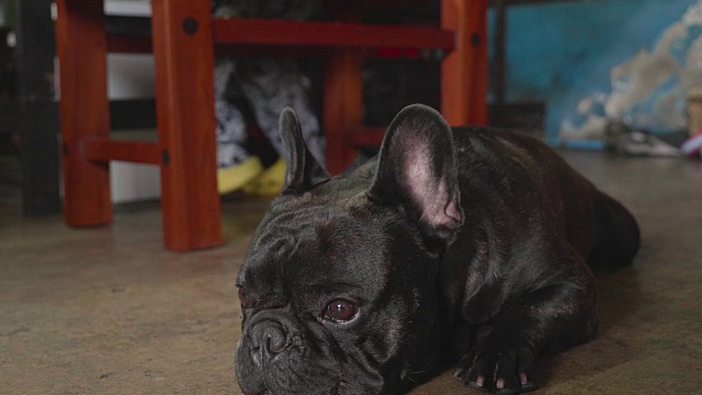 一个可爱的狗的特写镜头，黑色的法国斗牛犬。视频素材