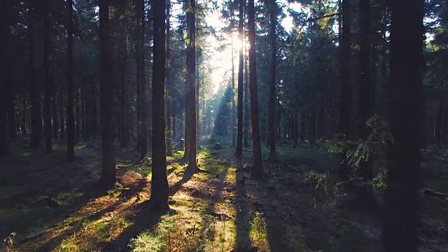 寂静的森林在春天明媚的阳光照耀下视频下载