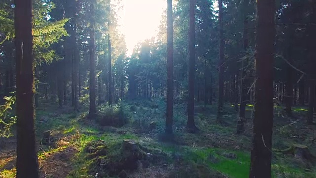 寂静的森林在春天明媚的阳光照耀下视频素材