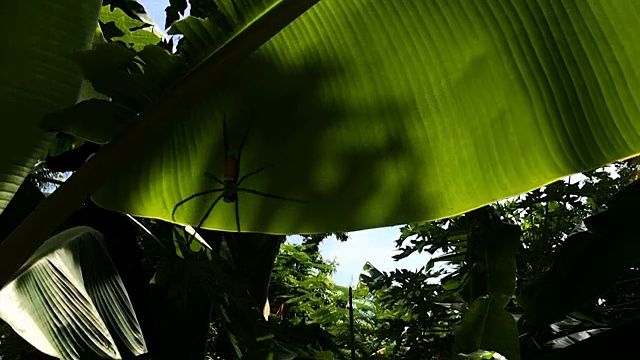在丛林中移动的巨型蜘蛛视频下载