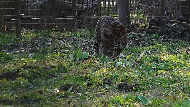 美洲虎沿着动物园的笼子走视频素材