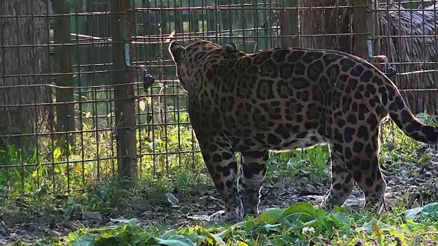 美洲虎沿着动物园的笼子走视频素材