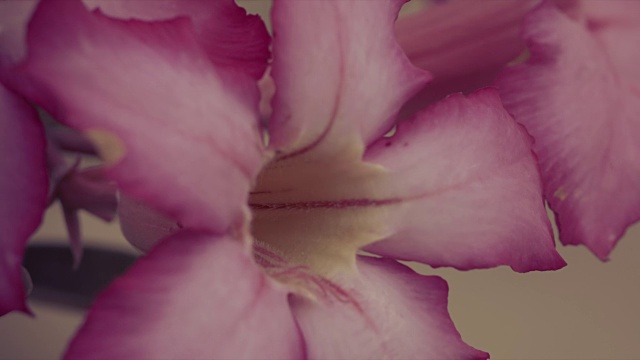 腺花又称沙漠玫瑰，何首乌腺花。视频下载