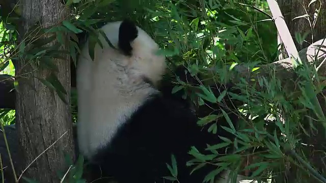 大熊猫吃竹子视频下载