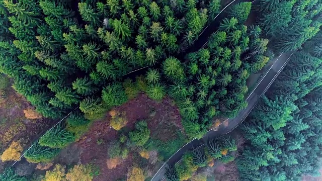 空中鸟瞰图上的发夹弯转弯公路在农村秋天的森林。秋天的树林里有橙、绿、黄、红的松树。雾街路径建立。4k无人机直飞建立视频素材