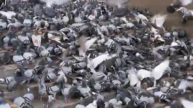 许多鸽子在街上吃东西视频素材