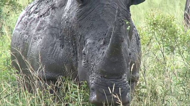 南非水坑里的泥泞犀牛视频下载