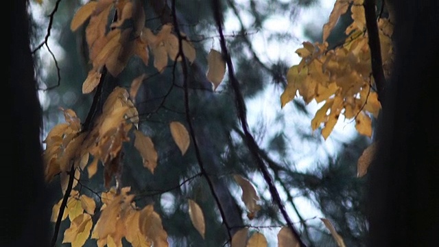 黄色的秋叶被太阳照亮了。美丽的秋天背景。视频素材