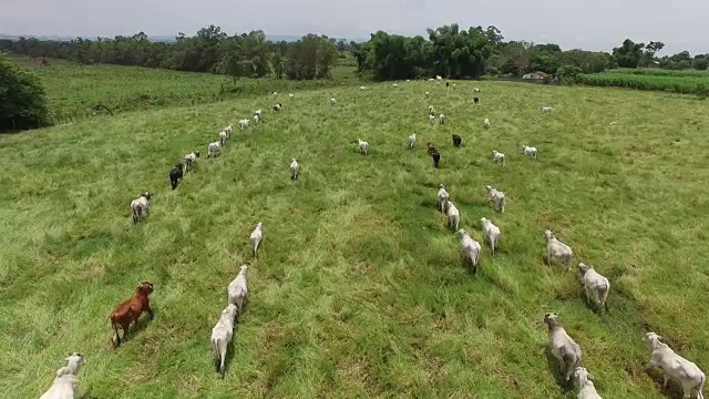 鸟瞰图奶牛在农村地区在圣保罗，巴西视频素材