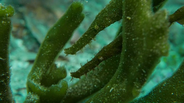 海底的一对幽灵尖嘴鱼视频下载