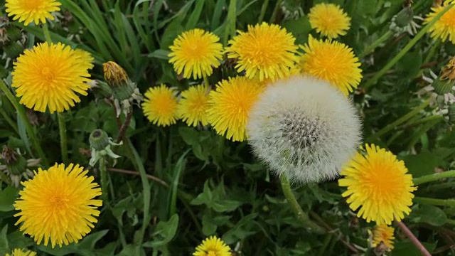 春天。风吹动着草地上盛开的蒲公英。其中一个是蓬松的球。视频下载