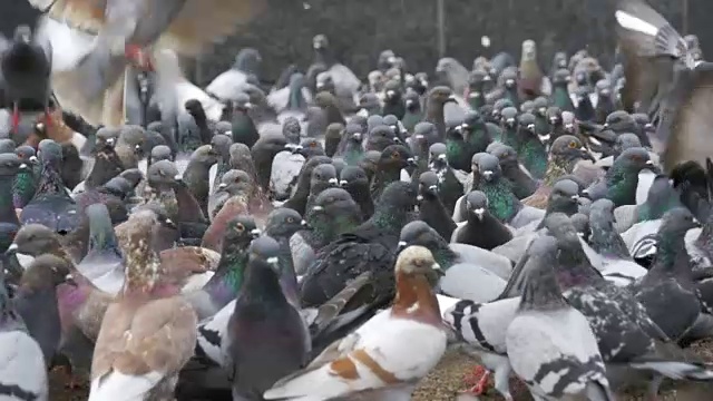 一大群吃着面包的鸽子在城市的街道上起飞。慢动作视频素材