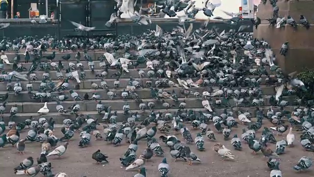 巨大的鸽子群在城市街道的台阶上吃着慢镜头里的食物视频素材