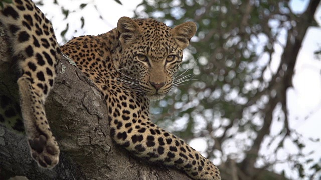 年轻的豹子在树下休息/克鲁格国家公园/南非视频下载