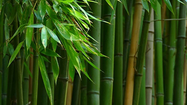 竹类植物特写视频下载