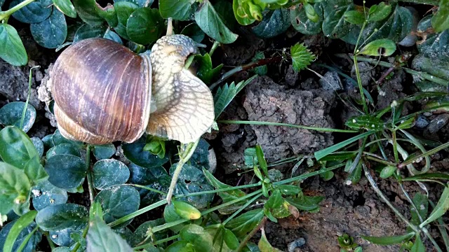 蜗牛在吃绿叶。特写镜头视频下载