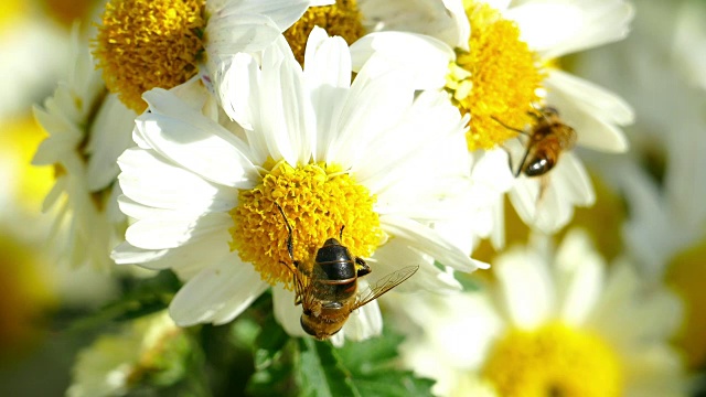 特写-蜜蜂在花园里的菊花上视频下载