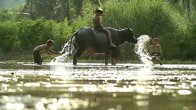 一个男孩把水泼到他的水牛身上。展示了亚洲发展中国家的生活方式。视频素材