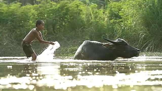 一个男孩躺在他的水牛上。展示了亚洲发展中国家的生活方式。视频素材