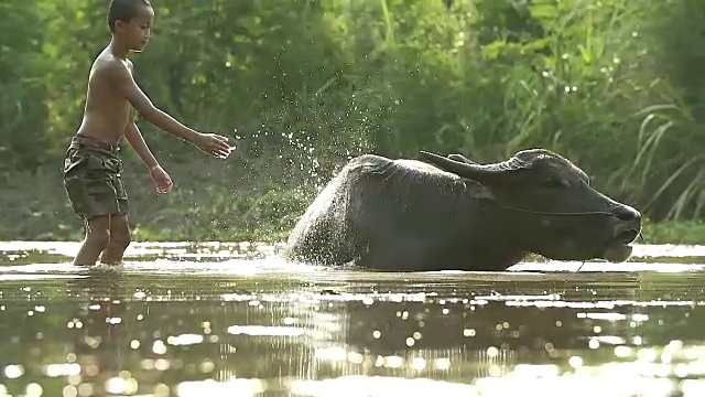 亚洲男孩玩他的水牛在河与溅水一起。(缓慢)视频素材