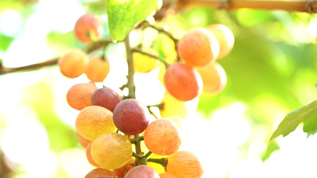 电影倾斜:葡萄园里的白葡萄视频素材