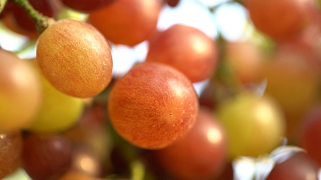 电影《往上爬:葡萄园里的白葡萄》视频素材