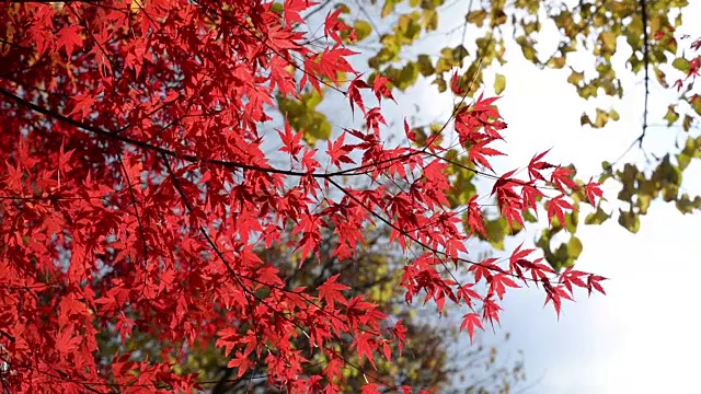 秋风中红红的枫叶视频下载